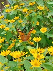 Doleschallia bisaltide