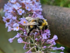 Bombus lucorum