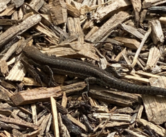 Lampropholis