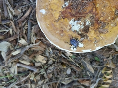 Cypherotylus californicus