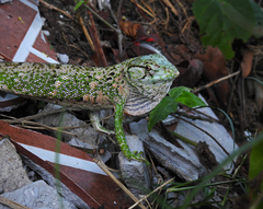Polychrus marmoratus