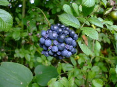 Smilax lasioneura