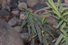 Euphorbiaceae