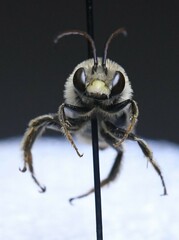 Eumelissodes