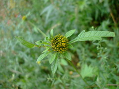Bidens vulgata