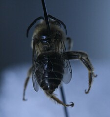 Eumelissodes
