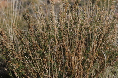 Artemisia frigida