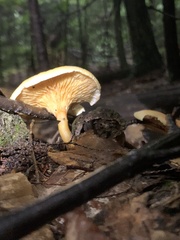 Hygrophoropsis