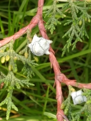 Cupressus lusitanica