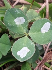 Porphyrosela minuta