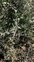 Sarcomphalus obtusifolius