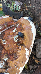 Cypherotylus californicus