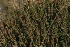 Artemisia frigida