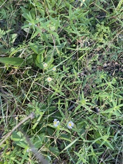 Symphyotrichum dumosum