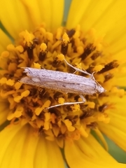 Homoeosoma electella