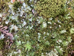 Solorina saccata
