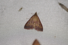 Pyrausta