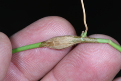 Neolasioptera convolvuli