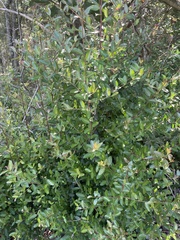 Ilex vomitoria