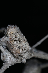 Andricus chrysolepidicola