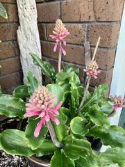 Veltheimia