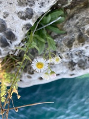 Erigeron philadelphicus provancheri
