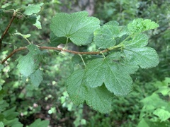 Ribes dugesii