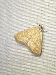 Glaphyria sesquistrialis