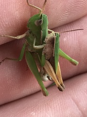 Dichromorpha viridis