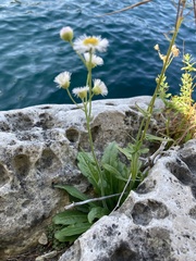 Erigeron philadelphicus provancheri