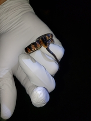 Nerodia fasciata pictiventris