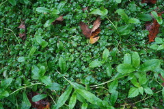 Chrysosplenium americanum