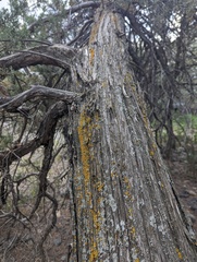 Xanthomendoza fallax