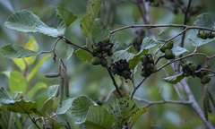 Taphrina robinsoniana