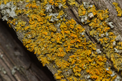 Xanthomendoza fallax