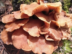 Desarmillaria tabescens