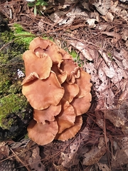 Desarmillaria tabescens