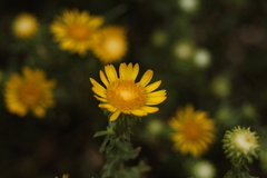 Grindelia squarrosa