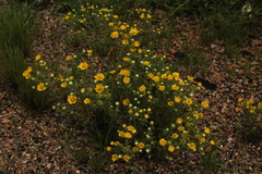 Grindelia squarrosa