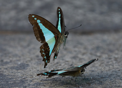 Graphium choredon