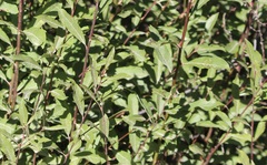 Salix atrocinerea