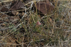 Oxytropis pumila
