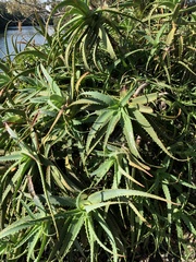 Aloe arborescens