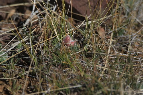 Image of Dwarf Bladder Oxytrope (Oxytropis pumila) by (c) Нурхайдарова Татьяна, some rights reserved (CC BY)