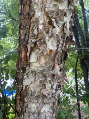 Betula nigra