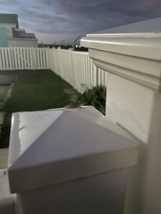 Eleutherodactylus johnstonei