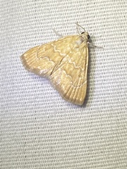 Glaphyria sesquistrialis