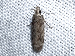 Anacampsis