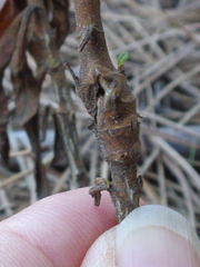 Neolasioptera mimuli