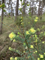 Pimelea flava flava